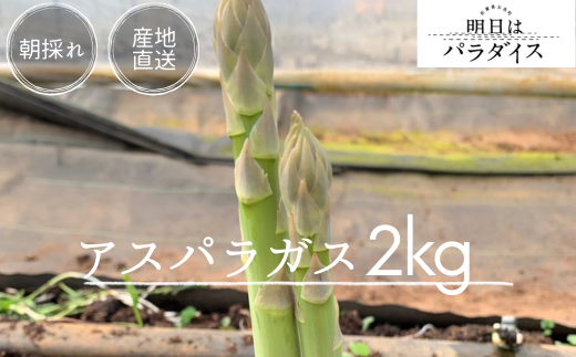 P-113 朝採れアスパラガス2kg 朝採れ即発送「明日はパラダイス」