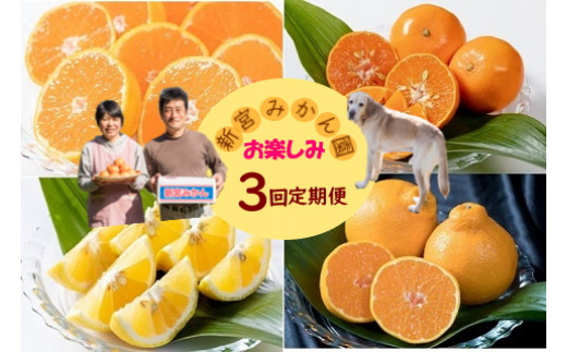 新宮みかん園のお楽しみ定期便　３回コース