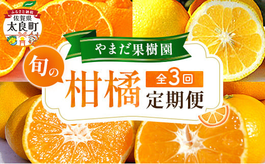 やまだ果樹園の柑橘定期便　みかん ミカン 蜜柑 たらみかん 太良みかん 柑橘 国産 フルーツ 果物 くだもの 果実 ビタミン豊富 爽やか 甘い 濃厚 贈答品 贈り物 定期便 定期 佐賀県 太良町