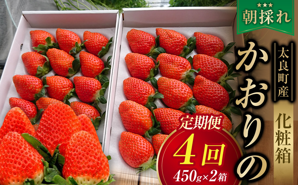 R28x1 太良町産「かおりの」定期便４回コース　生産者直送！朝採り苺！【2026年11月下旬-2027年4月下旬】