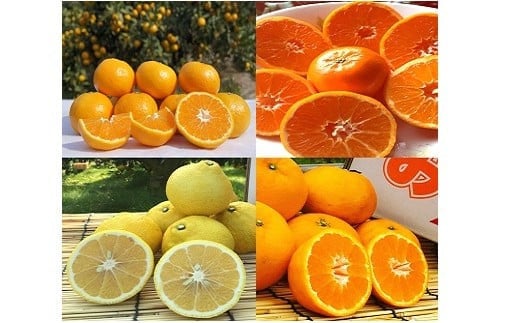 山本農園のみかんのお楽しみ定期便 ４回コース 定期便 温州みかん 10kg ２回 ①11月上旬～ ②１２上中旬～ ③クレメンティン or はれひめ いづれか 4.5kg １月中旬～  ④はれひめ or クレメンティン or はるか いづれか 4.5kg ２月中旬～ 温州 みかん ミカン 蜜柑 温州蜜柑 温州ミカン クレメンティン はれひめ いづれか フルーツ くだもの 果物 ミネラル豊富