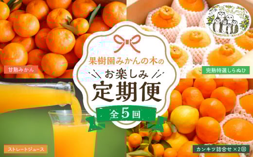 R-37「果樹園みかんの木」のお楽しみ５回定期便コース