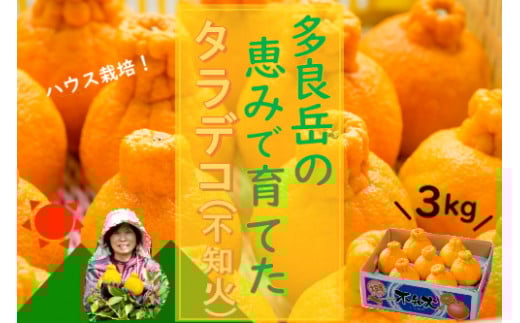 多良岳の恵みで育てたタラデコ（不知火）3kg 【2026年3月上旬～5月下旬発送予定】 太良町 太良みかん みかん王国 不知火 しらぬい ハウスしらぬい デコポン でこぽん ポンカン ぽんかん 椪柑 3kg (5L～L) こだわりの栽培 M70x1