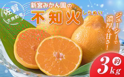 新宮みかん園の不知火 L～3Lサイズ 約3㎏ 【2026年4月上旬～6月上旬発送予定】 みかん ミカン 蜜柑 不知火みかん しらぬい デコポン でこぽん 温州みかん 完熟みかん 国産 佐賀県産 太良町 期間限定 詰め合わせ L58x1