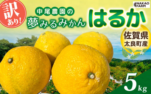 【訳あり】中尾農園の夢みるみかん はるか 5kg みかん ミカン 蜜柑 柑橘 フルーツ くだもの 果物 はるか 小玉 ビタミン豊富 国産 月の引力が見える町 さがみかん 太良みかん 夢見るみかん おいしい 減農薬 濃厚 ギフト 贈答品 贈り物 佐賀県 太良町 N258x1