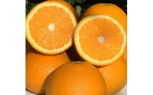 山本農園のスイートスプリング 4.5kg 【2026年1月下旬～3月下旬発送予定】 L61x1