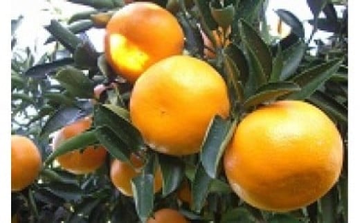 山本農園のせとか 5kg 【2026年2月上旬～3月下旬発送予定】 ND6x1