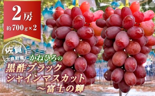 かねひろの黒酢ブラックシャインマスカット～富士の輝き （計2房/約700g以上） 【2026年9月中に順次発送予定】 ブラックシャインマスカット 葡萄 ぶどう ブドウ 果物 くだもの フルーツ 国産フルーツ 佐賀県産 太良町産 佐賀県 太良町 PB11x1