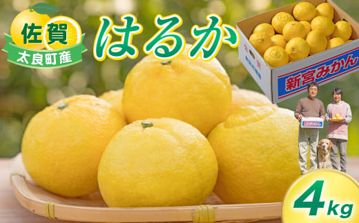 新宮みかん園 はるか 4kg 【2026年2月上旬～6月上旬発送予定】 フルーツ 果物 柑橘 国産 日向夏 新宮みかん園 佐賀県 太良町 L57x1