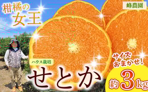 峰農園のハウスせとか 3kg （サイズおまかせ） 【2026年1月中順次発送予定】 みかん せとか ミカン 蜜柑 太良みかん 柑橘 フルーツ 果物 濃厚 甘い 完熟 アンコール マーコット オレンジ 薄皮 国産 こだわり 産地直送 贈答品 詰め合わせ 佐賀県 太良町 O169x1