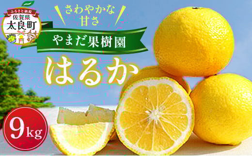 やまだ果樹園のはるか 9kg 【2026年1月下旬～2月上旬発送予定】 みかん ミカン 蜜柑 たらみかん 太良みかん はるか 柑橘 国産 フルーツ 果物 くだもの 果実 ビタミン豊富 爽やか 甘い 贈答品 贈り物 ギフト 佐賀県 太良町 NC29x1
