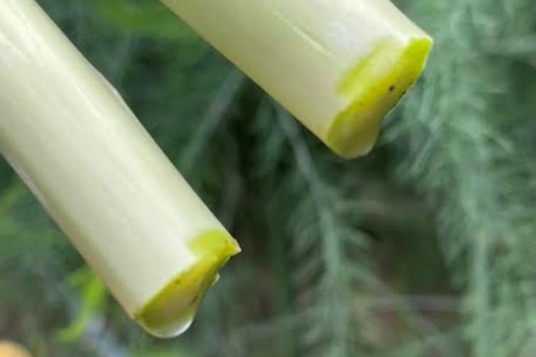 【先行予約】春アスパラガス 1kg M・Lサイズ混在 2026年1月下旬頃より発送