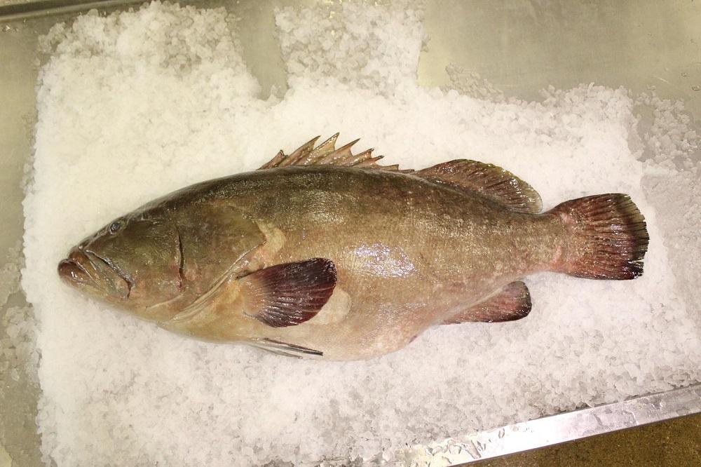 【AB611】【長崎産天然クエ】冷凍クエ鍋用2～3人前（身300g、アラ200g）