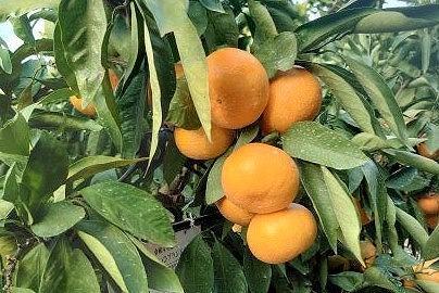 長崎県産　温州みかん「原口」M～Lサイズ　3kg