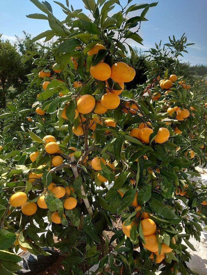 長崎県産　温州みかん「原口」M～Lサイズ　3kg