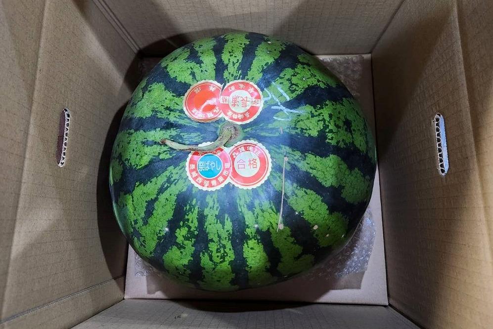 すいか様 熊本県から産地直送 タネフリー組合 超大玉スイカ「羅皇ザ・スウィート