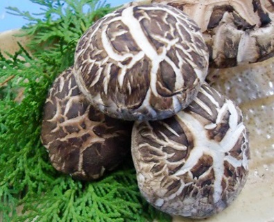 【AB098】対馬どんこしいたけ　