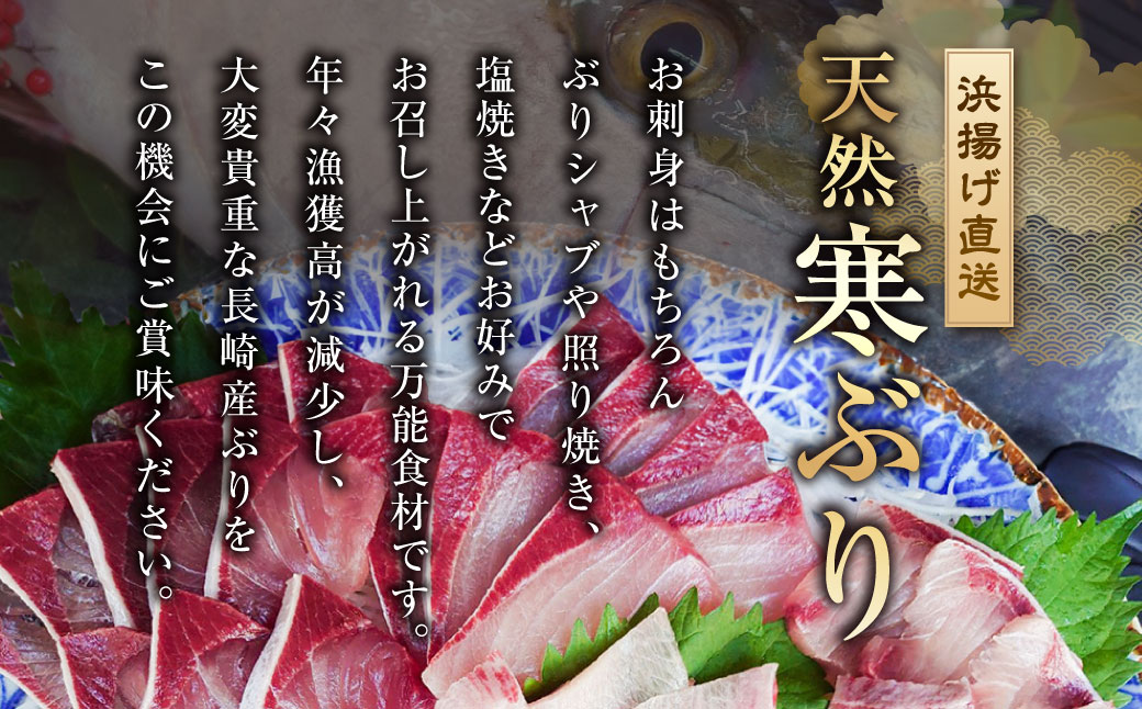 長崎近海 活き〆天然寒ぶり8kg台 (8.2kg?8.8kg) 丸ごと1本