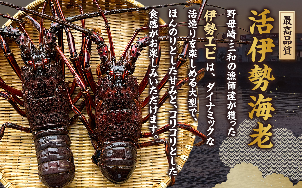 活 伊勢海老 (イセエビ) 大型 2～3尾入り 1.5kg