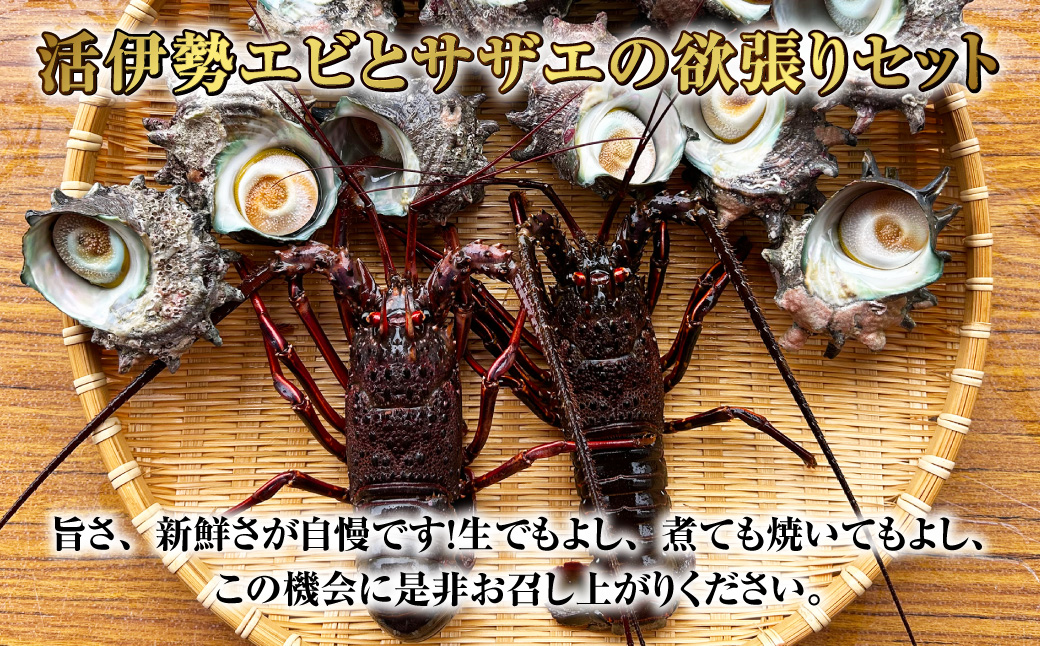 活伊勢海老（イセエビ）0.5kg・活サザエ1.5kg