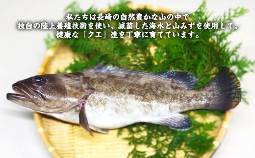 長崎の森で育てた『幻のクエ』 鍋用 5～6人前（1kg～2kg前後） くえ 海鮮 魚介類 魚 お魚