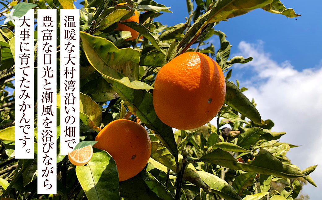 今村温州みかん 計約5kg