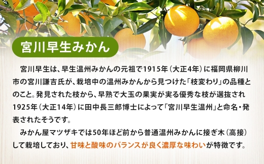 長崎みかん（宮川早生）約7kg樹上完熟