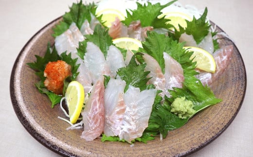 長崎の森で育てた『幻のクエ』 刺身用 5～6人前（1kg～2kg前後）／ 海鮮 魚介 刺身 クエ 鍋 高級魚 長崎県 長崎市