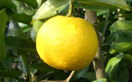 龍の泪 (極ゆうこう) 150ml×5本