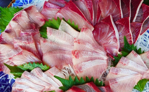 長崎近海 活き〆天然寒ぶり8kg台 (8.2kg?8.8kg) 丸ごと1本