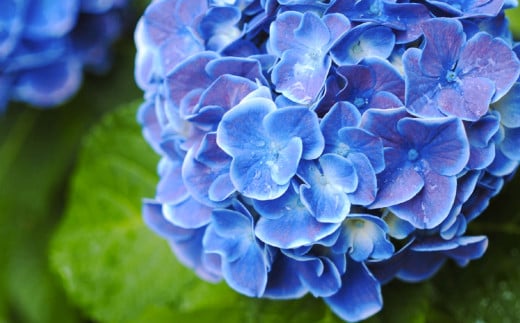 【長崎ストーリーアロマ】Story Aroma「おたくさ」