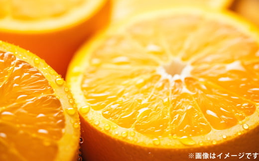 清見 オレンジ 約5kg