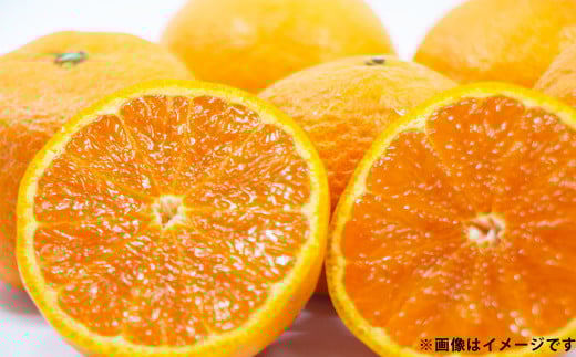 希少品種 なつみ 約5kg