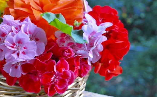 【長崎ストーリーアロマ】Story Aroma「異国風雅」