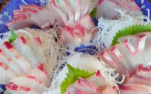 丸ごと1本！長崎近海 活き〆天然寒ヒラス (ヒラマサ) 5kg台