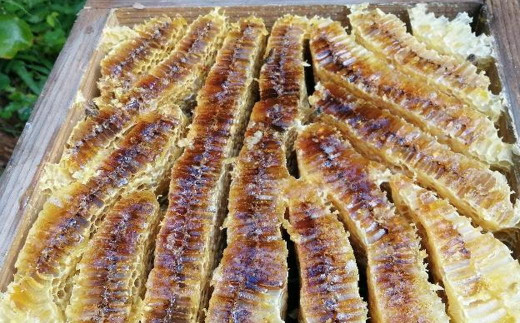 【数量限定】日本蜜蜂 百花蜜 はちみつ ( 200g×3個 ) セット