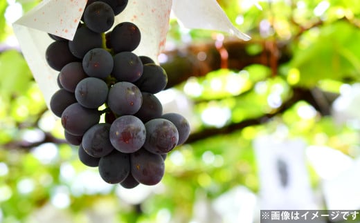 ハウス巨峰 1.2kg（300g×4パック）