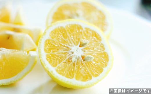 爽やか柑橘 はるか 約10kg