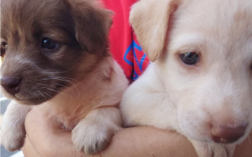 長崎の地魚のジャーキー・ボーンブロスセット(犬・猫用)