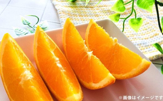 ポンカン 約10kg