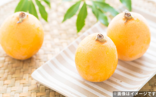 温室ハウス栽培 びわ（250g×4パック）