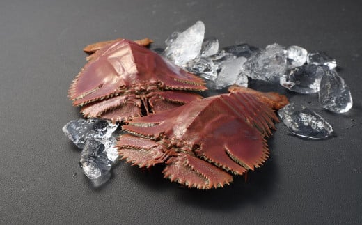 日本唯一 「以西底びき網漁」の活ウチワエビ 1kg