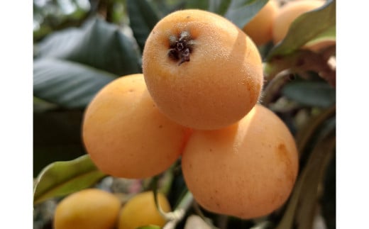 長崎特産 露地びわ「茂木びわ」12個