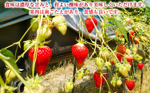 長崎県産いちご ゆめの香 約1kg (250g×4パック)