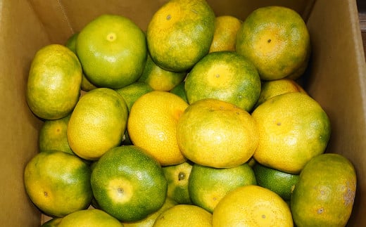 長崎県産 早生温州みかん M～Lサイズ 5kg