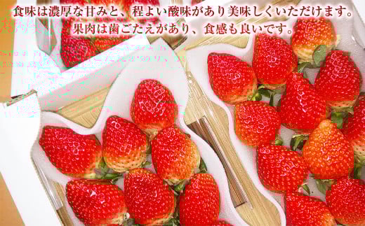 長崎県産いちご ゆめの香 大粒 約1kg