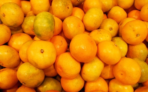 温州みかん「原口早生」3S～Sサイズ 5kg 小みかん