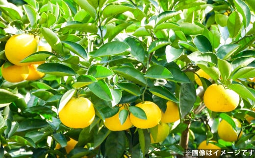 八朔（はっさく） 約10kg