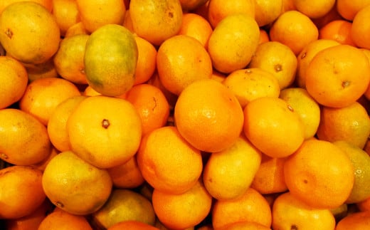 長崎県産 晩生温州みかん M～Lサイズ 5kg