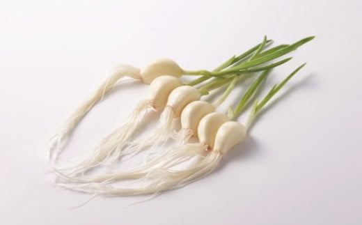 長崎県産水耕栽培 スプラウトにんにく にんにくマン 50g×10袋